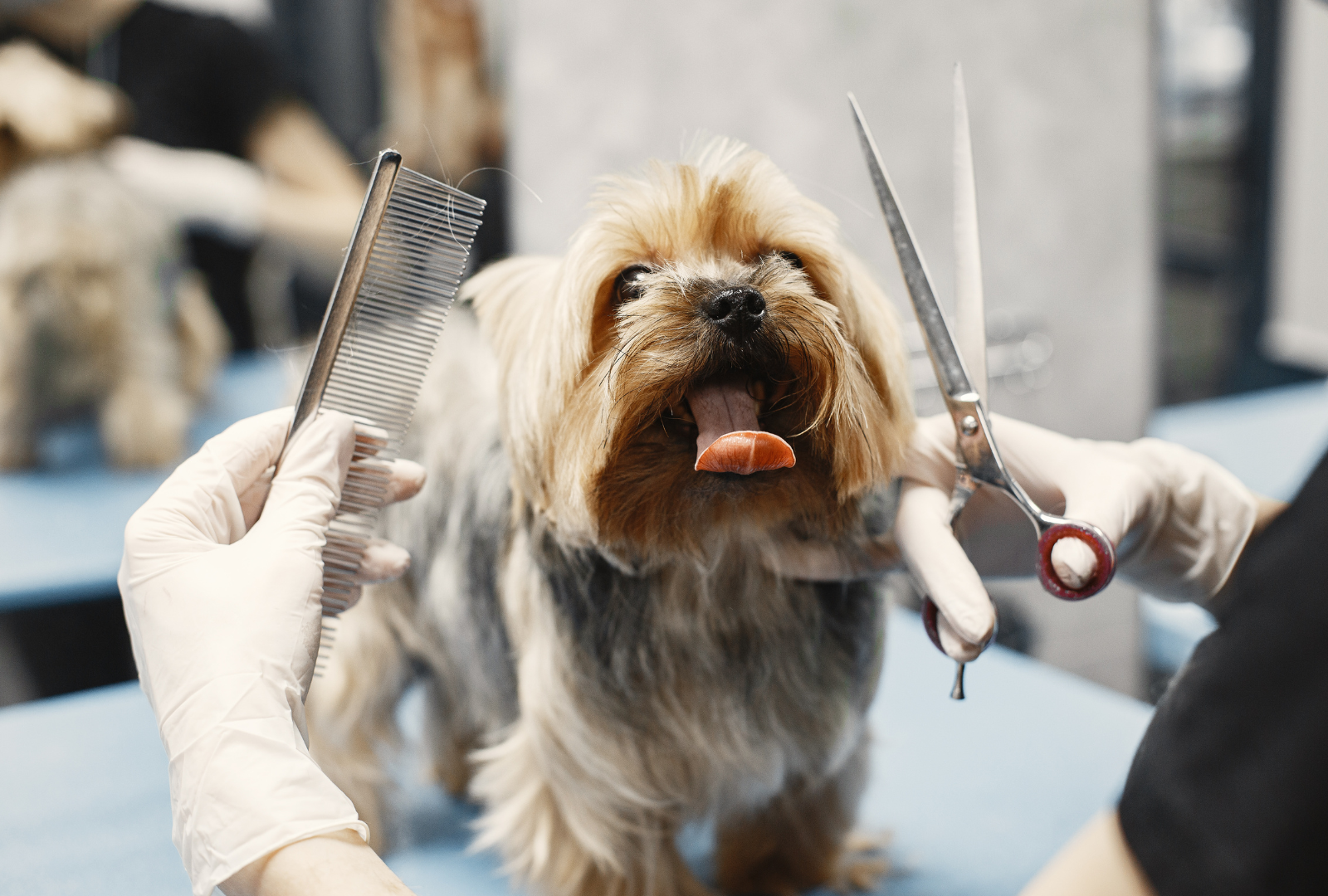 Köpek Banyo ve Kurutma