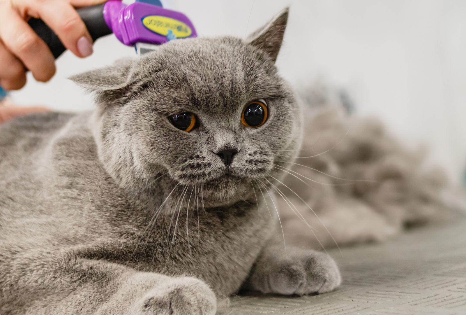 Kedi Tıraş ve Bakım