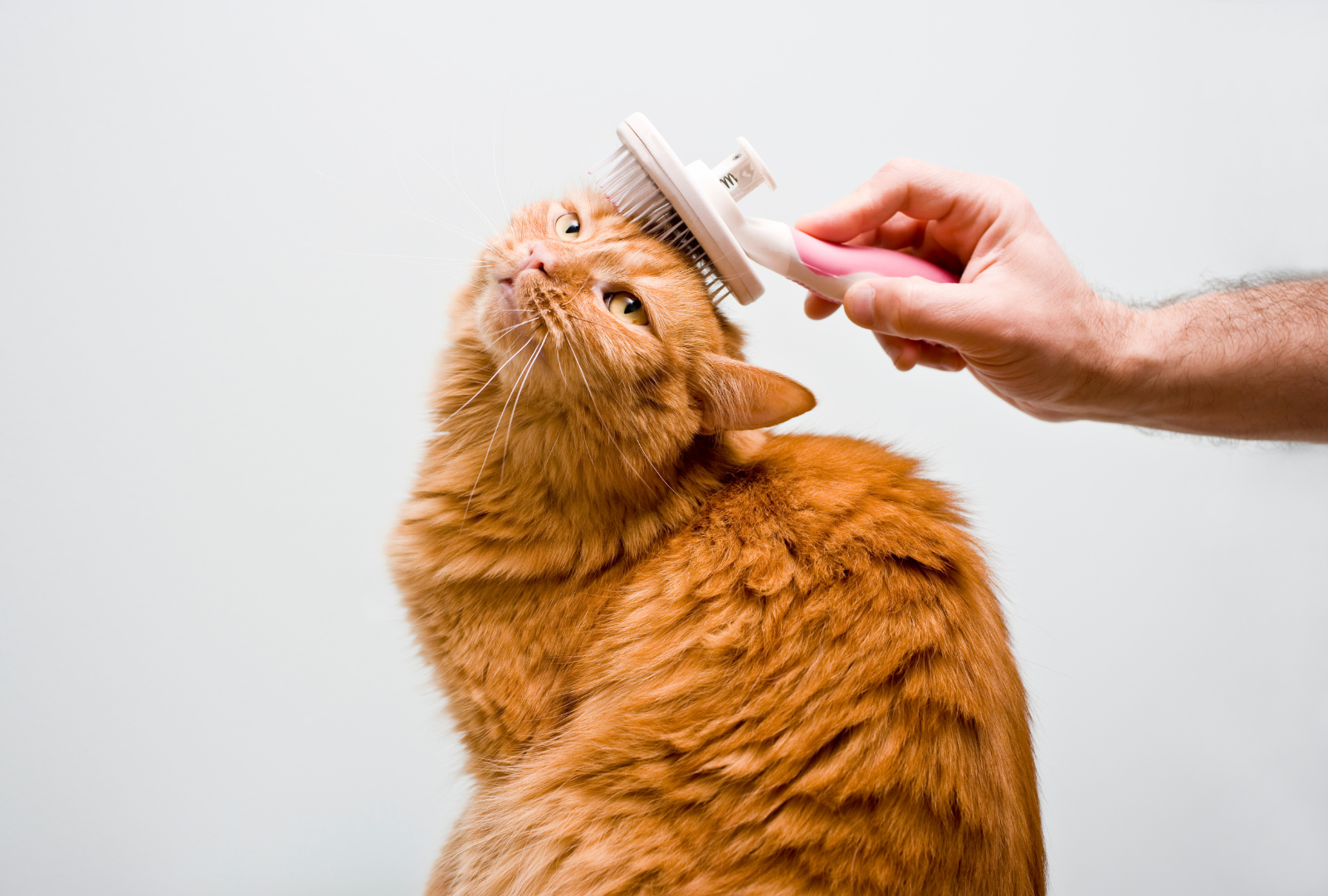 Kedi Tüy Bakımı