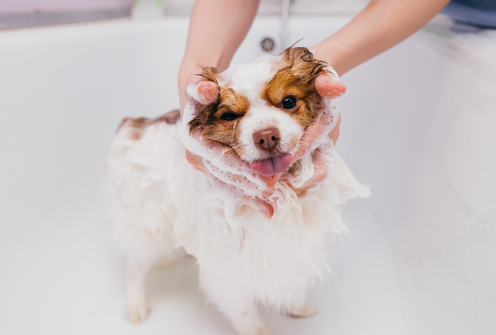 Kedi Kuru/Hafif Banyo